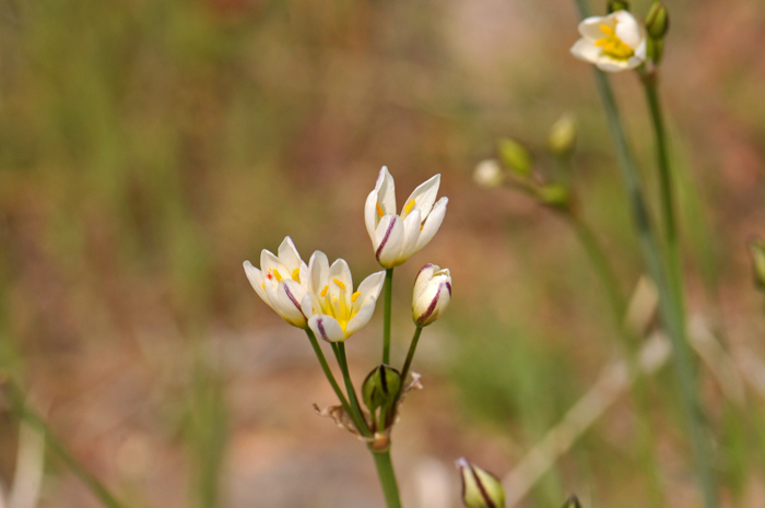 Crow Poison or False Garlic as it is also called blooms from March to June or later across its large geographic range. Nothoscordum bivalve 